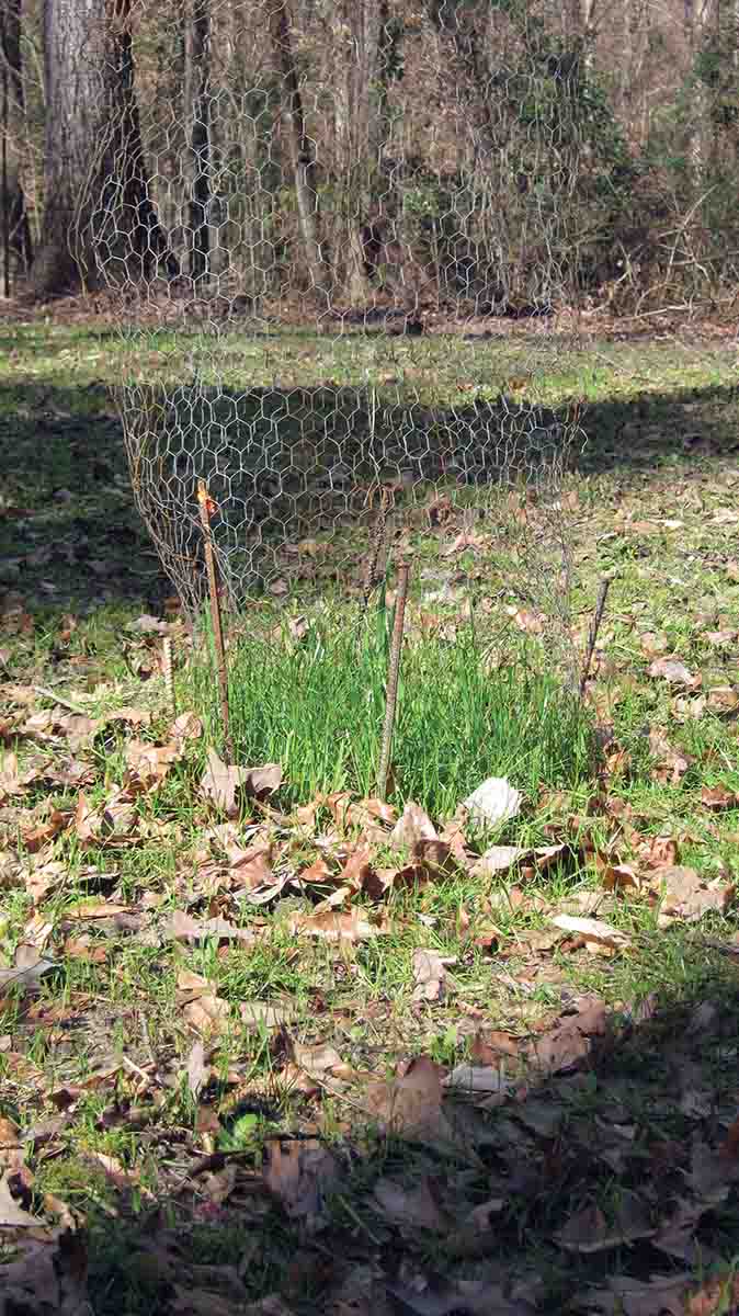 A usage enclosure, simply a small wire cage that prevents deer from eating the plants under it, gives an indication of how much use a specific plot receives. Notice the plot outside the cage has been practically destroyed by deer. This is one drawback of small plots.